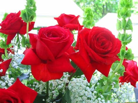 And to help you better, we have. Wudere: Rose Flowers Pics For Whatsapp Dp