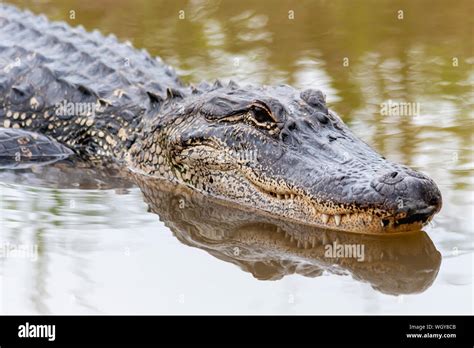 Alligator Swimming In The Swamp Stock Photo Alamy