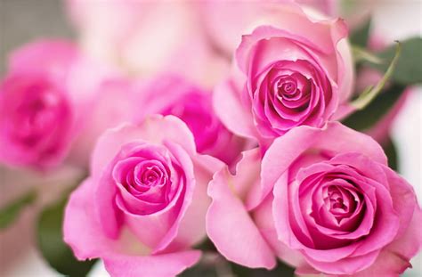 Hd Wallpaper Pink Roses Flowers Cute Summer Love Fresh Birthday