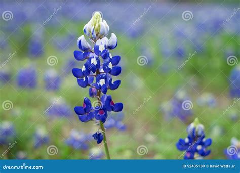 Texas Bluebonnet Lupinus Texensis Royalty Free Stock Photography