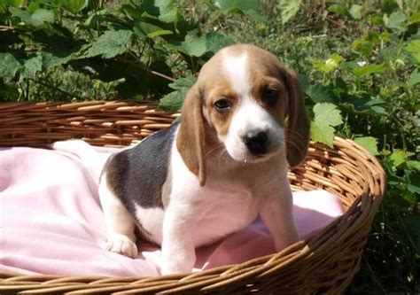 Warum finden wir hunde süss? Süss Beagle welpen! in Ludwigshafen - Hunde kaufen und ...