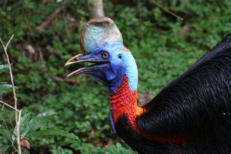 Life In The Forest Papua New Guinea Wildlife Holiday Trip Idea