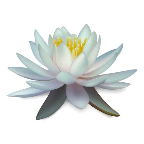 Premium Vector Water Lily Isolated White Lotus Illustration