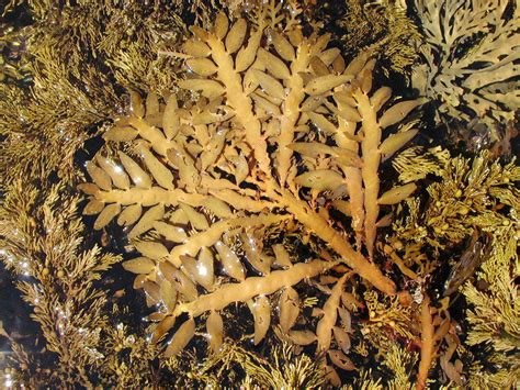 Common Flapjack Brown Algae Seaweeds Of New Zealand · Inaturalist Nz