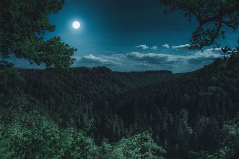 Beautiful Forest At Night Hd
