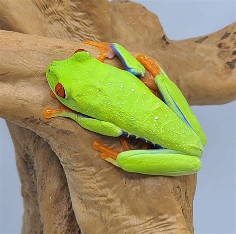 Red Eye Tree Frog Reptile Pets Direct