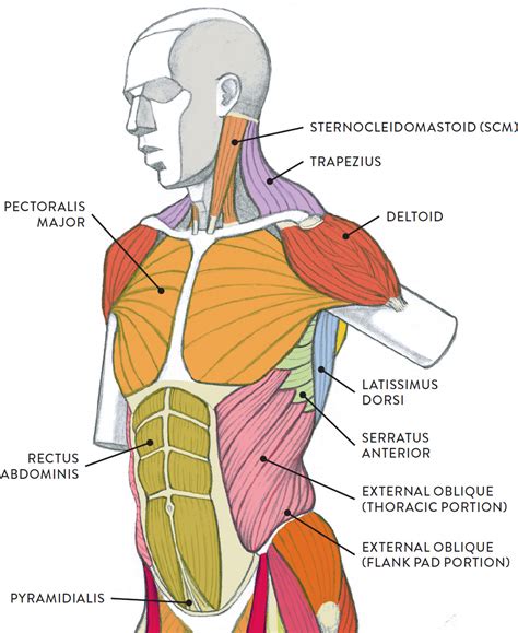 Male Torso Muscle Anatomy Diagram