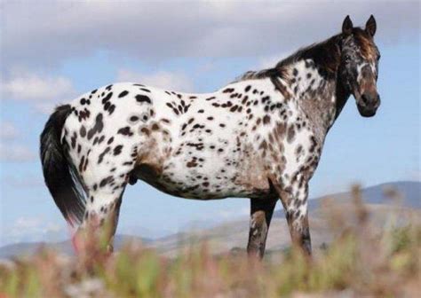 Cavalo Appaloosa Descrição E Características Da Raça Características