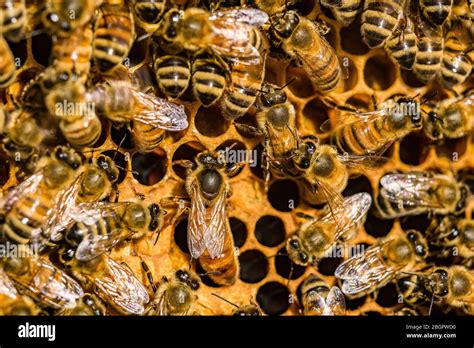 Many Carniolan Honey Bees Apis Mellifera Carnica Crawling On A