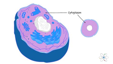 Cell structure and function are quite complex. Cytoplasm: Definition, Structure & Function (with Diagram ...