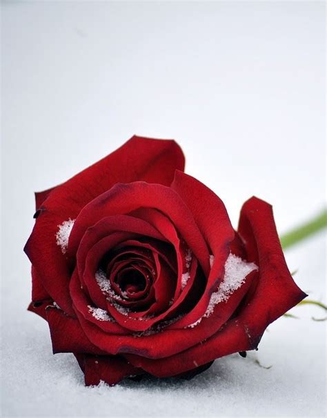 Dont Waitlife Goes Faster Than You Think Red Rose Flower Roses