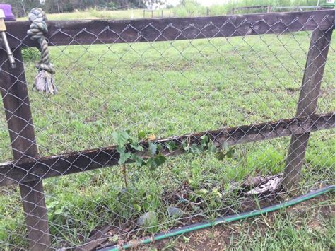 You can use a trellis to grow vegetables or to add shade over a patio. 15 Sturdy Grape Vine Trellis Design Ideas for Your ...