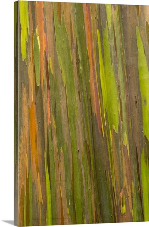 Philippines Multicolored Bark Of The Rainbow Eucalyptus Tree Rainbow