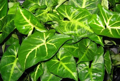 I went through a phase where i didn't research what care a particular plant needed, i just went for the gusto! How To Care For An Arrowhead Plant (Syngonium Podophyllum ...