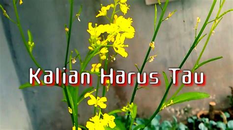 Apakah yang anda perlu untuk melakukan ritual ini? MEREVIEW BUNGA dan BIJI SAWI PAHIT (Brassica juncea L ...