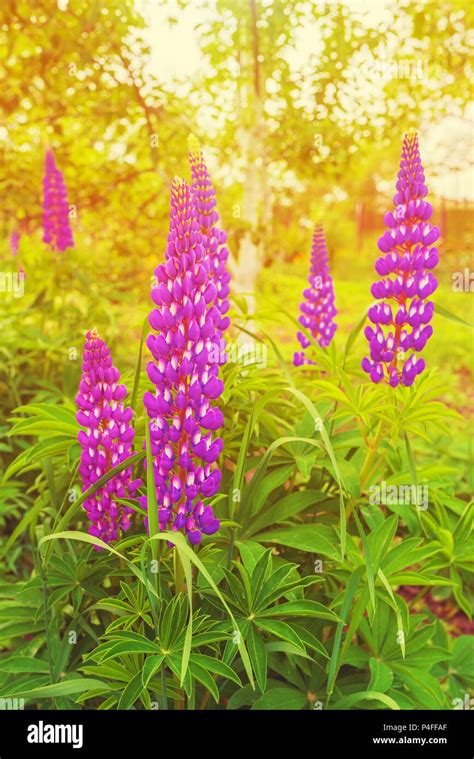 Lupine In Sunset Light On Green Meadow Lupinus Polyphyllus Flower