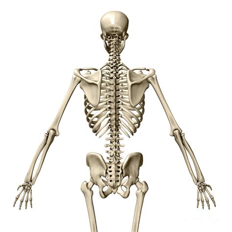 Human Skeleton Posterior View Photograph By Evan Oto Pixels