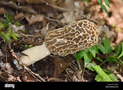 Morel Mushroom Morchella Esculenta Growing Wild On A Slope In A Forest