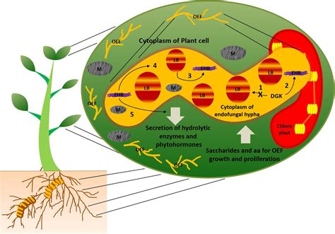 Frontiers Symbiotic Associations Key Factors That Determine