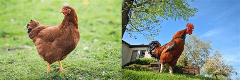 White leghorn rooster crowing in the morning rooster sound. How To Tell A Rooster From A Hen (Is it a Boy or a Girl ...