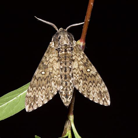 Ночные Бабочки Фото С Названиями Telegraph