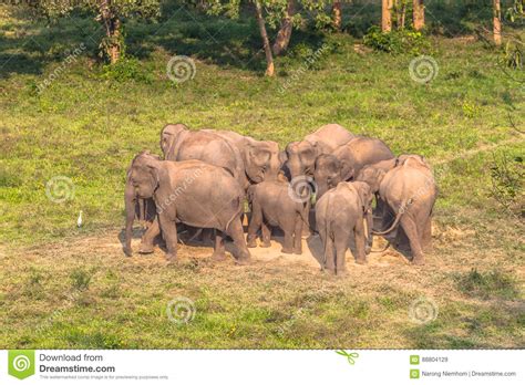 Wild Elephants Live in the Jungle. Stock Image - Image of soil, field