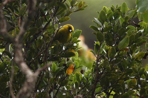 Featured In Ka Wai Ola Native Hawaiian Forest Birds Fight For Survival