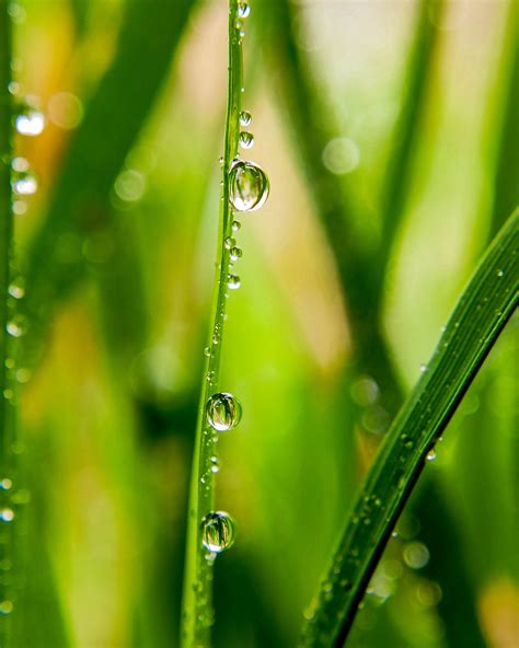 Dew Drops On Grass Pixahive
