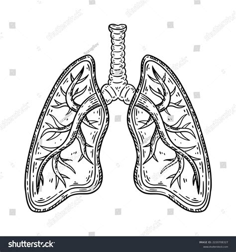 Discover More Than 80 Lungs Sketch Diagram Super Hot Vn