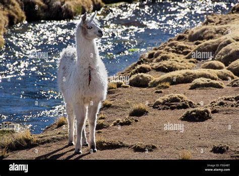 White Llama Lama Glama In Front Of Creek Altiplano Bolivia Stock