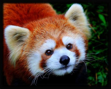Red Panda Pets United Pets Animals Us