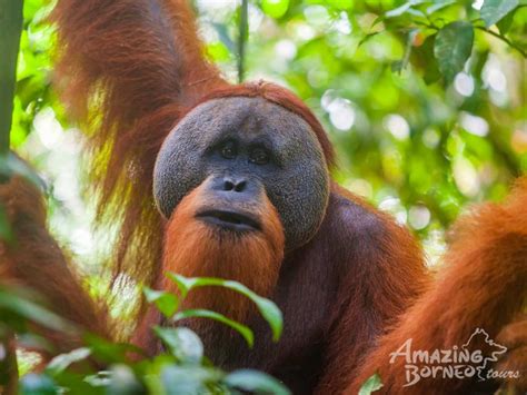 Endangered Animals In Borneo You Need To See Before Its Too Late