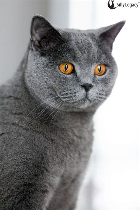 Waterproof Furniture Covers For British Shorthair Милые котики