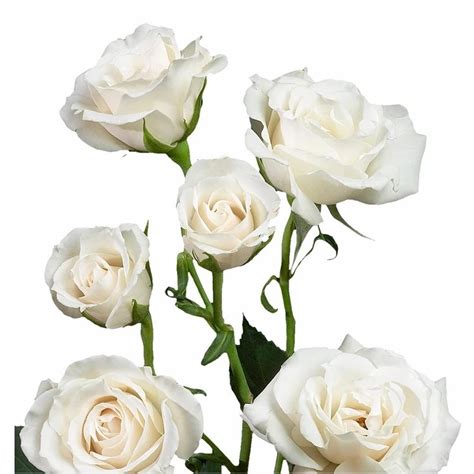 White Majolika Spray Roses Florabundance Wholesale Flowers