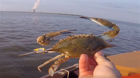Crabbing The Delaware River Catching Some Blue Claw Beauties Youtube