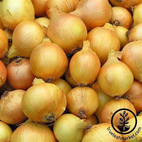 Non Gmo Utah Yellow Spanish Onion Is An Heirloom Variety That Becomes
