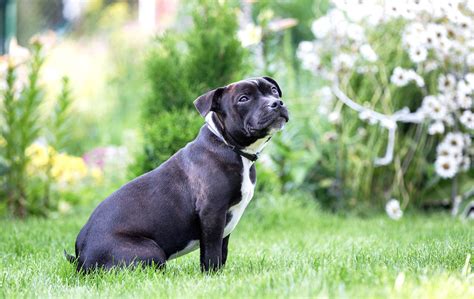 Britains Favourite Dog Breeds Revealed Has Your Made The List