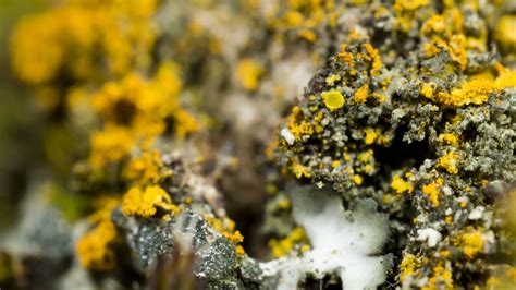 Lichen Fungus And Moss Oh My Lichen Fungus And Moss G Flickr