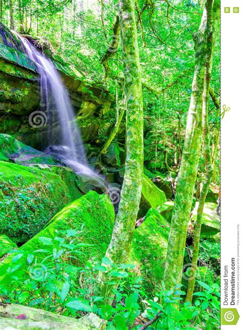 Beautiful Tropical Rainforest Waterfall In Deep Forest Phu Kradueng