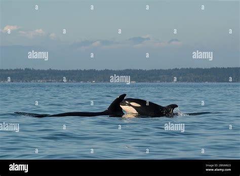 Killer Whale Orca Orcinus Orca Porpoising Out Of The Water Salish