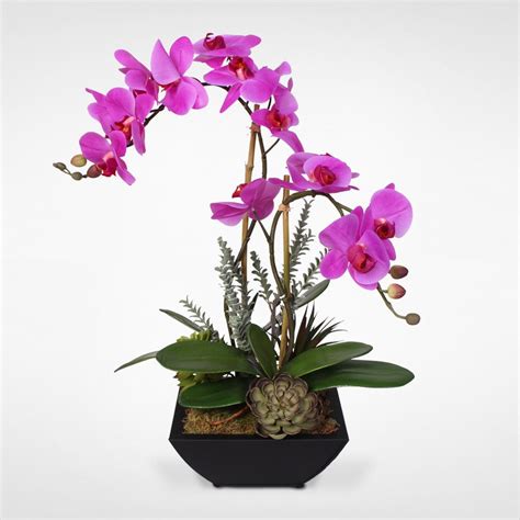 Real Touch Double Stem Phalaenopsis Silk Orchids With Succulents In