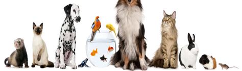 Le gardiennage animaux à domicile se réalise au domicile du propriétaire qui précisément cherche garde chien à domicile ou faire garder son chat à domicile. Devenez Pet Sitter et proposez de la Garde d'Animaux