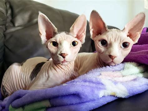 Meet Sphynx Cats The Most Adorable Hairless Felines In 2022 Sphynx