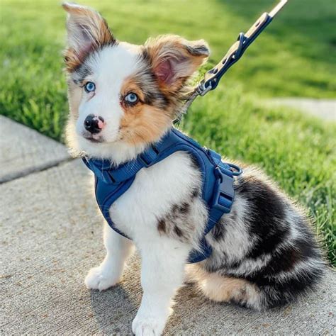 Review how much miniature australian shepherd puppies for sale sell for below. Is the Australian Shepherd Corgi mix a good family dog ...