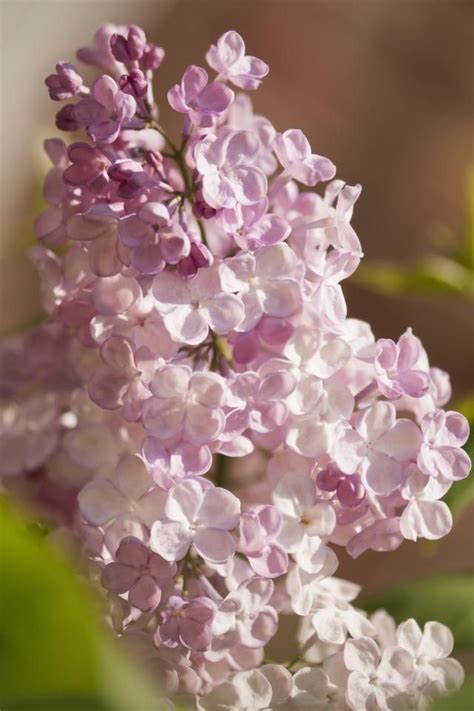 Lilacs Bring The Fragrance Of Spring With Images Beautiful Rose