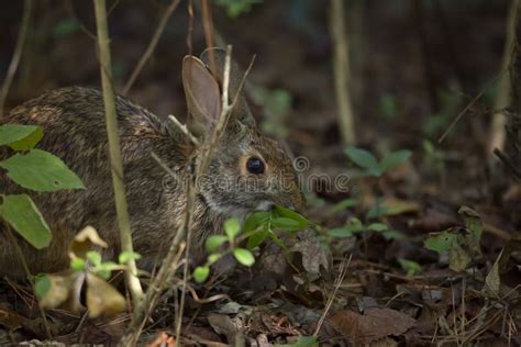 Eastern Cottontail Rabbit Stock Image Image Of Brown 213913979