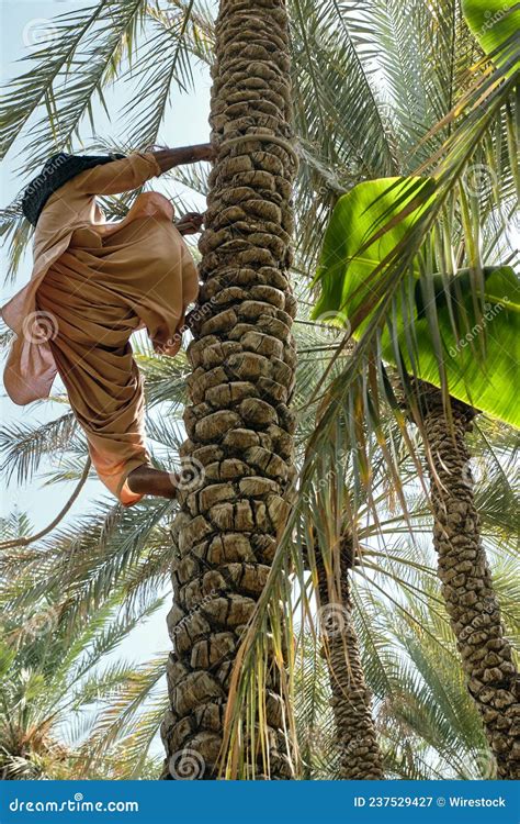 Man Climbing The Palm Tree In Al Ain Oasis In Abu Dhabi Stock Image