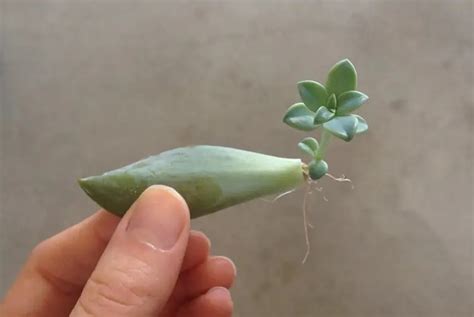 How Fast Do Succulents Grow And How To Grow Them Faster