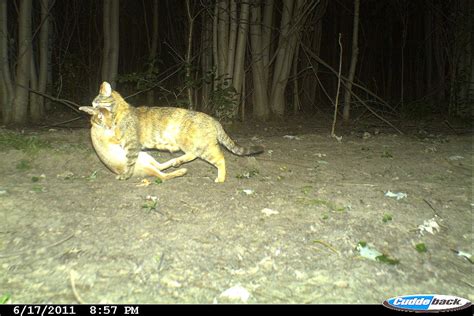 Feral cats need large amounts of fresh meat to survive and reproduce. Backyard Beasts: Feral cat on the camera trap