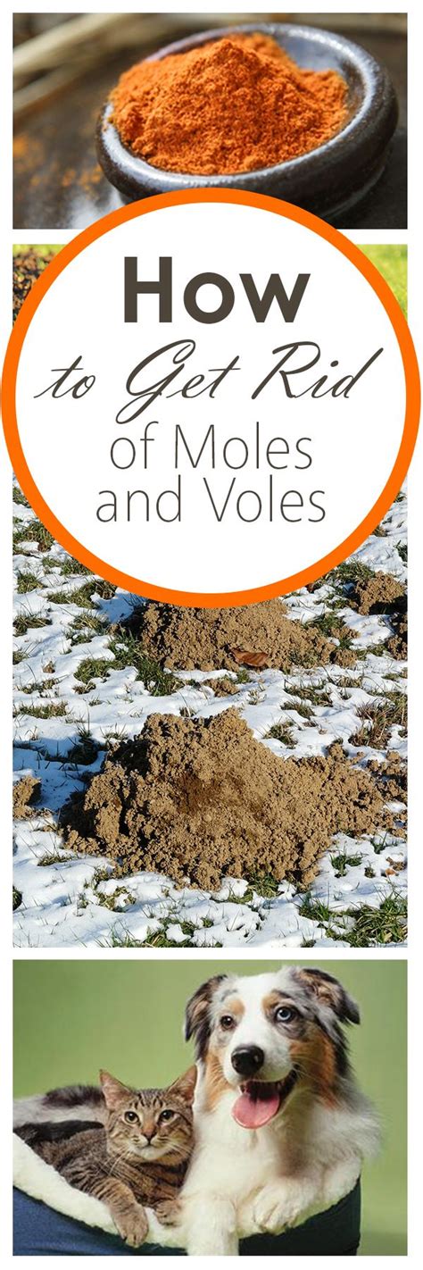 Getting rid of moles, voles, or other outdoor varmints can feel like an exercise in futility. How to Get Rid of Moles and Voles | Planting vegetables ...